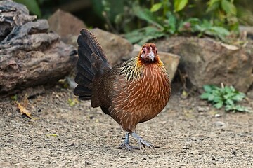 Red Junglefowl
