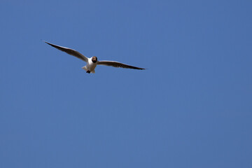 Black headed gull in flight. High quality photo
