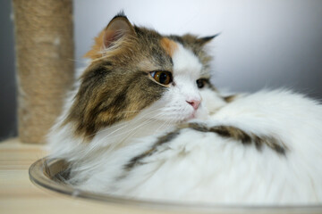 Close up of cute fluffy sleepy white cat in clear bowl on cat tree
