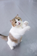 Brown tabby and white British Shorthair cat playing with the cat teaser