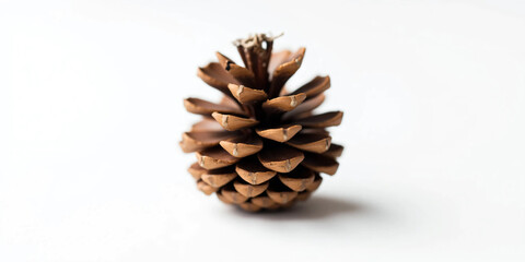 Natural Brown Pine Cone