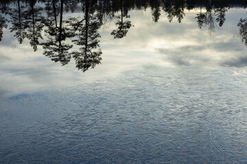 Thin ice cover on the lake with mirrored pine trees
