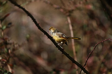 Yuhina on tree
