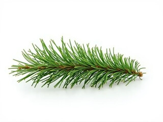 Christmas Green Pine Branch 