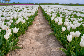 Between the rows of blooming white tulips