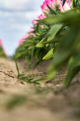 Between the rows of blooming pink tulips