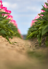 Between the rows of blooming pink tulips