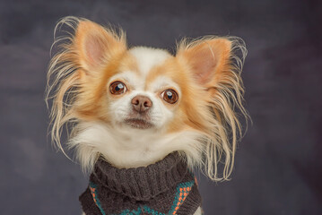 Chihuahua dog, white and red, in a black sweater on a dark background.