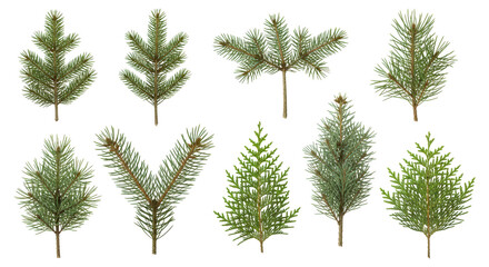 Collection of varied evergreen tree branches and conifer sprigs isolated on transparent background
