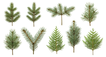 Collection of varied evergreen tree branches and conifer sprigs isolated on transparent background