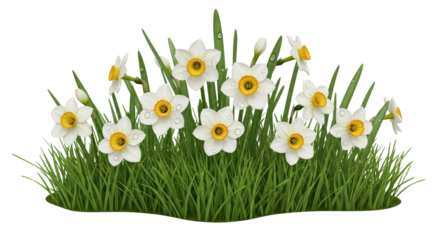 Lush green grass with fresh white daffodils and water droplets isolated on transparent background