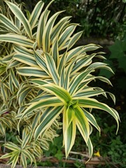 Song of India (Dracaena reflexa) Variegated Leaves