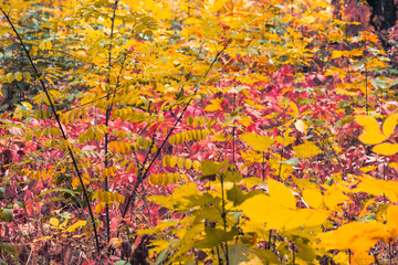 Vibrant close-up texture of yellow and red autumn foliage in a wild forest undergrowth. Conceptual background for season change, natural pattern, wilderness ecology, and environmental color palette.