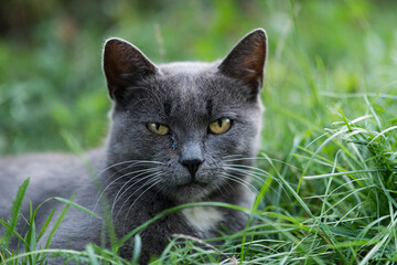 portrait of cat on green grass