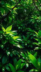 Obraz premium Dense jungle foliage with lush green leaves and dappled sunlight, growth, lush