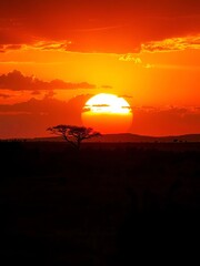 Obraz premium Golden African sunset paints the savanna sky in vibrant hues, silhouetting acacia trees and distant wildlife, horizon, wild