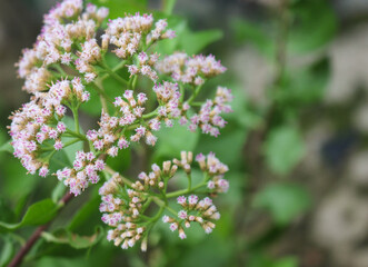 Close-up of delicate pink wildflowers with soft green bokeh background