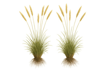 Obraz premium Wild grass tufts with golden seed heads and visible roots, offering natural element on transparent background