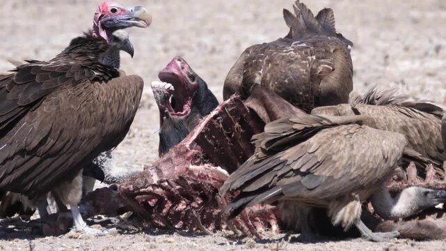 Close up from Vultures scavenging a carcass in the Kalahari Desert in Botswana