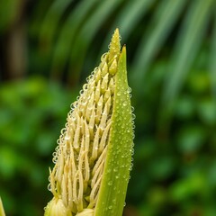 Macro Shot of Rain Drops on Coconut Flower Bud – Sri Lankan Nature Close-Up