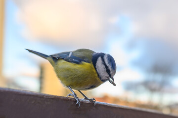 The tit feeds on food prepared by humans.