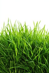 Obraz premium Vibrant Green Grass Blades Against a White Background in Vertical Orientation under Natural Lighting