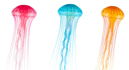 olorful jellyfis float gently against a clean white background