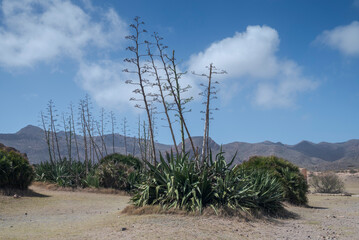 Agave plants stand tall with blooming stalks at Monsul Beach, Almeria, Spain framed by rugged mountains and a vivid blue sky