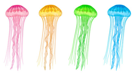 olorful jellyfis float gently against a clean white background