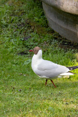 Brown-Headed Gull
