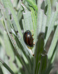 A Chrysolina americana beetle is feeding on lavender leaves. Photo taken in Colmenar Viejo, Madrid, Spain