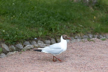 Brown-Headed Gull