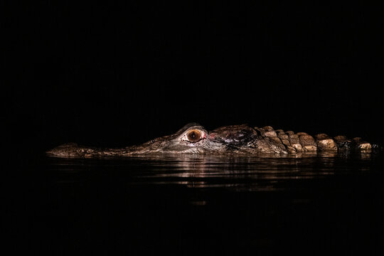 Black caiman in amazon rainforest, Anavilhanas Archipelago
