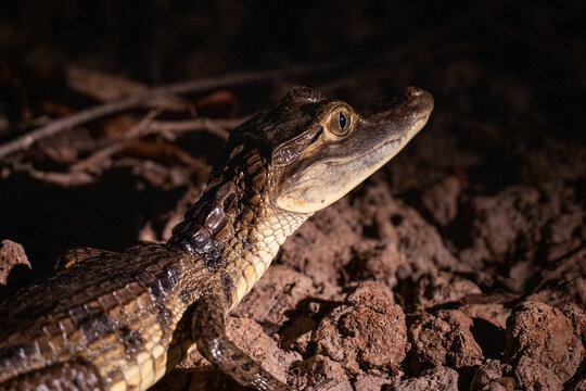 Spectacled caiman in amazon rainforest, Anavilhanas Archipelago