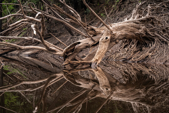 Big tree on river island in green amazon rainforest, Anavilhanas