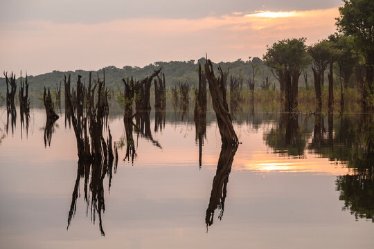 Beautiful sunrise view to macacarecuia trees in Anavilhanas