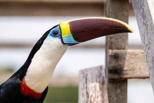 White-throated toucan in RDS Rio Negro, near Anavilhanas Archipelago