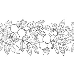 Walnut Branch with Nuts and Leaves Outline Horizontal Seamless Pattern. Organic natural nutritional healthy food ingredient, vegetarian diet product. Vector isolated for design or decoration.