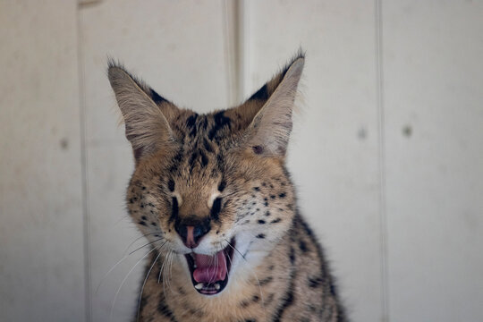 Yawn of the serval