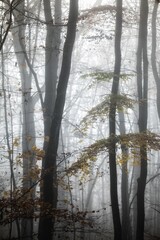 morning in the forest