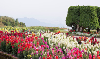 Colorful flower garden in the morning on Doi Inthanon, Chiang Mai, Thailand