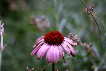 Blooming pink coneflower with damaged petals in soft natural light