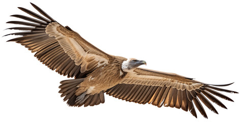 Isolated griffon vulture flying with wings spread wildlife bird of prey scavenger nature animal wingspan