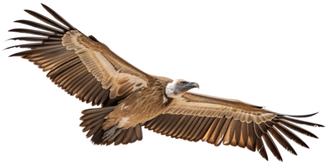 Isolated griffon vulture flying with wings spread wildlife bird of prey scavenger nature animal wingspan