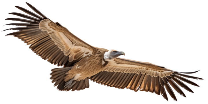 Isolated griffon vulture flying with wings spread wildlife bird of prey scavenger nature animal wingspan