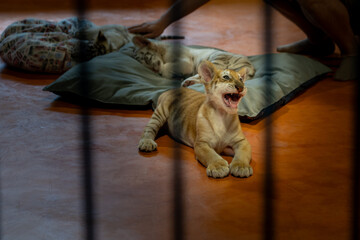 タイのチェンマイのタイガーキングダムの赤ちゃんのトラ