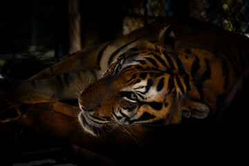 タイのチェンマイのタイガーキングダムの虎