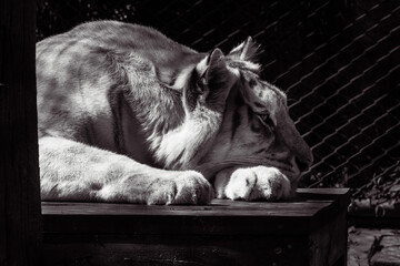 タイのチェンマイのタイガーキングダムの虎
