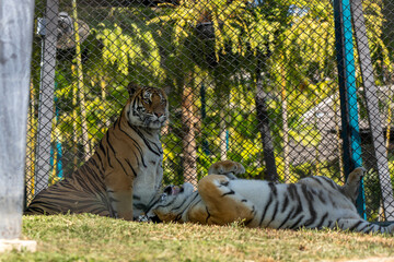 タイのチェンマイのタイガーキングダムの虎