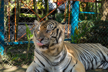 タイのチェンマイのタイガーキングダムの虎